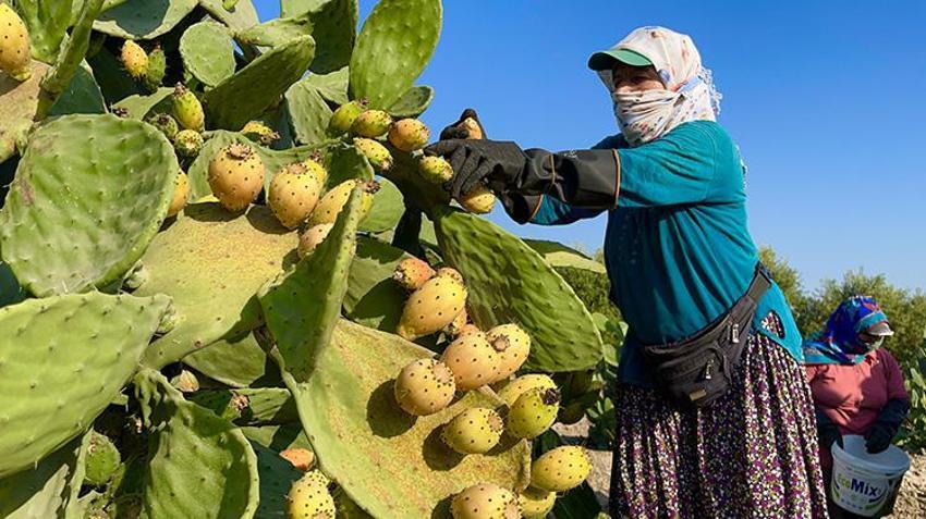 Kayalıklarda kendiliğinden yetişiyor! Kilogramı 30 liradan tarlada satışta: Sabah en geç 07.30'da toplanması gerekiyor