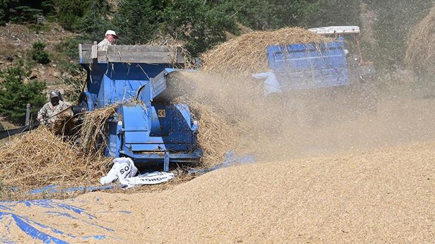Bu tarlalara biçerdöver giremiyor! Çiftçiler imece usulüyle hasat yapıyor