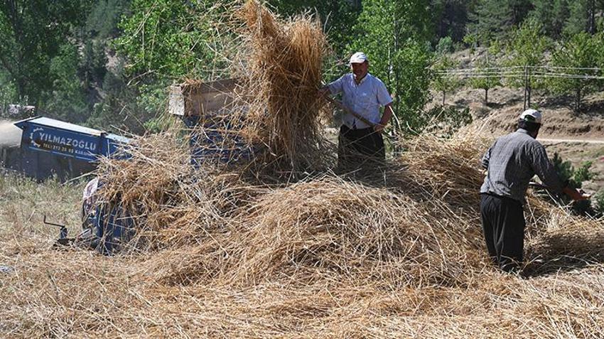Bu tarlalara biçerdöver giremiyor! Çiftçiler imece usulüyle hasat yapıyor