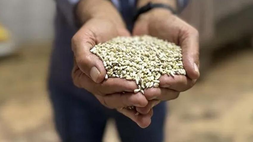 Kuraklığa meydan okuyan ürün! Çiftçiye yeni kazanç kapısı olacak
