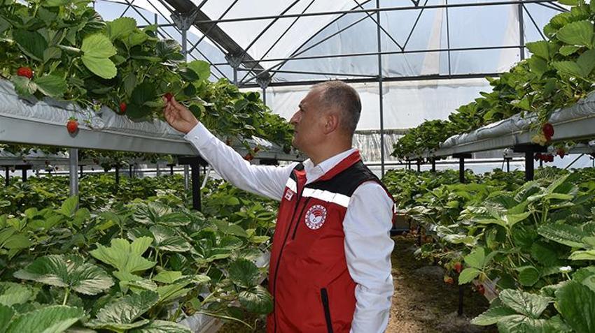 Ordu'da fındığın yanına dev gelir kaynağı! 432 dekardan bin 100 ton rekor rekolte geliyor, 500 dekara çıkarılacak
