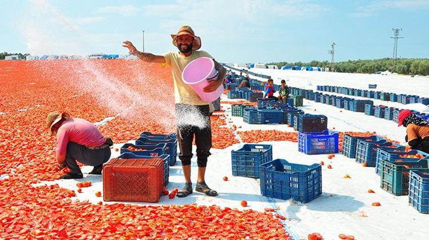 Manisa'da kurutuluyor dünyaya satılıyor! 91 ülkenin sofrasını renklendiriyor