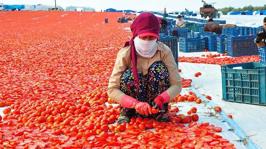 Manisa'da kurutuluyor dünyaya satılıyor! 91 ülkenin sofrasını renklendiriyor