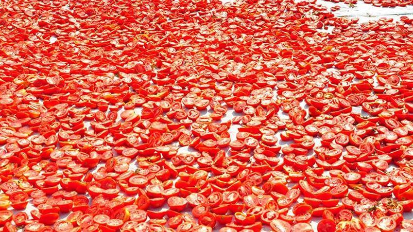 Manisa'da kurutuluyor dünyaya satılıyor! 91 ülkenin sofrasını renklendiriyor