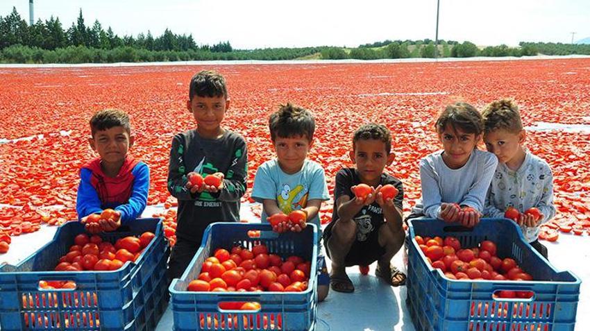 Manisa'da kurutuluyor dünyaya satılıyor! 91 ülkenin sofrasını renklendiriyor