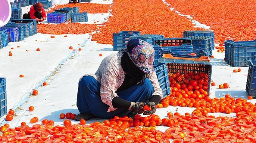 Manisa'da kurutuluyor dünyaya satılıyor! 91 ülkenin sofrasını renklendiriyor