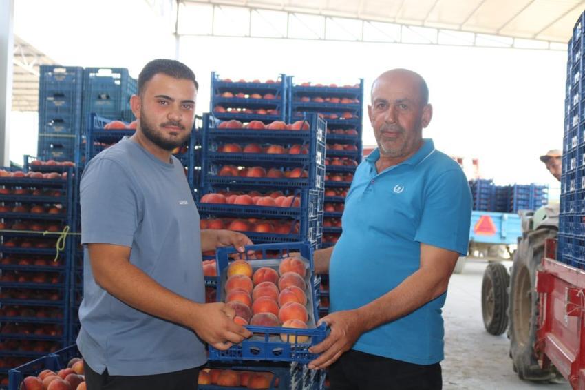 Çivril'de hasadı süren şeftalinin fiyatları 1 günde yarıya düştü