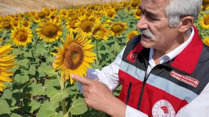Tekirdağ'ın sarı tarlalarında bereketin sırrı onlarda: Arılar varsa üretim var, bereket var