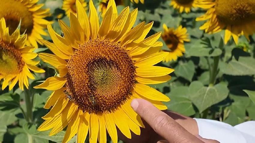 Tekirdağ'ın sarı tarlalarında bereketin sırrı onlarda: Arılar varsa üretim var, bereket var