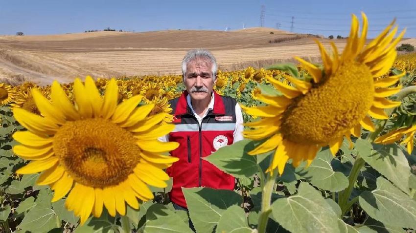 Tekirdağ'ın sarı tarlalarında bereketin sırrı onlarda: Arılar varsa üretim var, bereket var