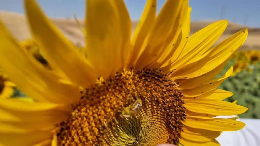 Tekirdağ'ın sarı tarlalarında bereketin sırrı onlarda: Arılar varsa üretim var, bereket var