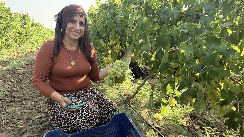 Rekolte yüksek fiyat dibe vurdu: Bağda 10 lira, market ve pazarda 100 lira! Üretici değil aracı kazanıyor