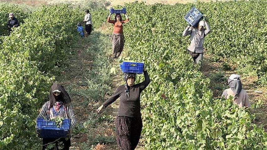 Rekolte yüksek fiyat dibe vurdu: Bağda 10 lira, market ve pazarda 100 lira! Üretici değil aracı kazanıyor