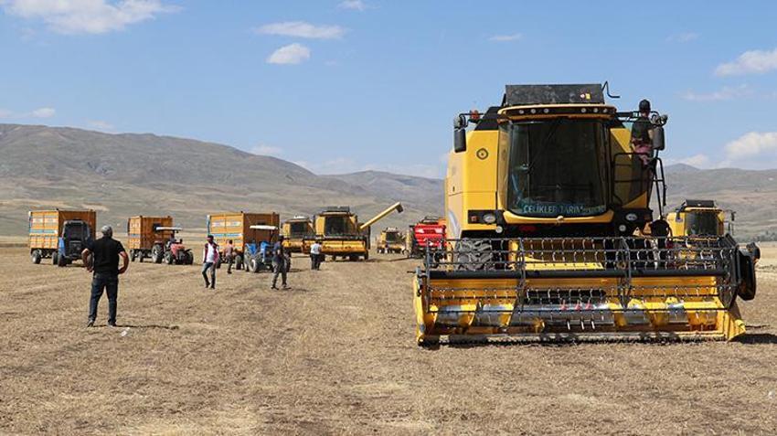 7 biçerdöverle dev mesai başladı: Ağrı Ovası'nda yağışlar rekolteyi tavan yaptırdı!