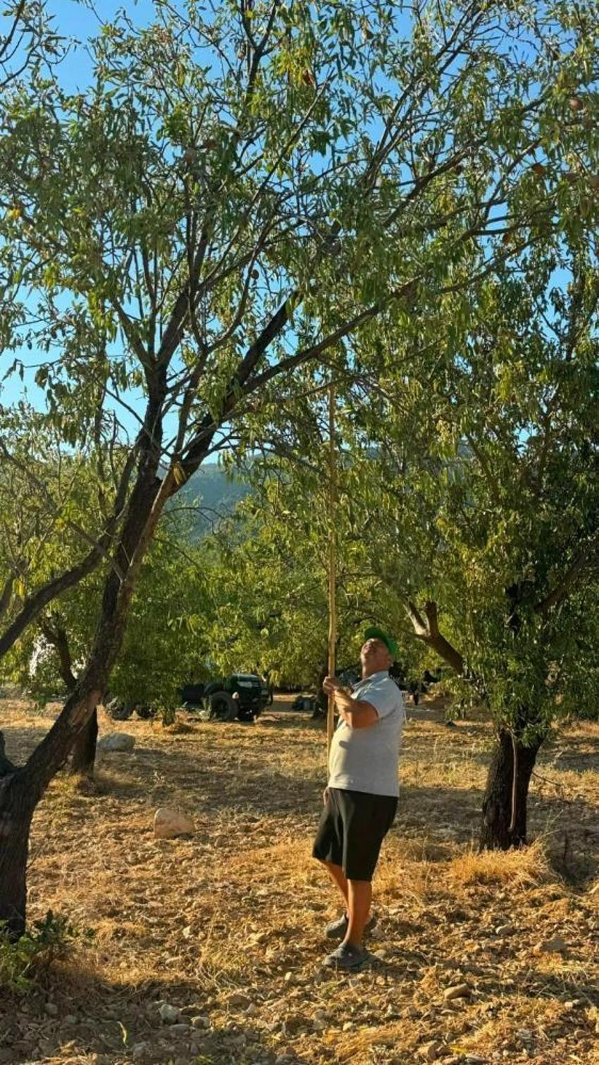 Datça’da coğrafi işaretli badem hasadı başladı: Kilosu 2 bin liraya ulaştı ama üreticiyi düşündüren bir tehlike var!