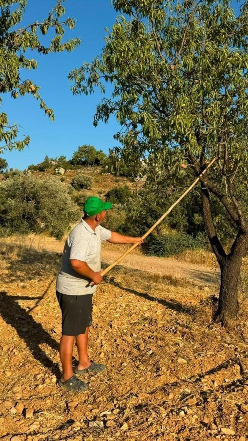 Datça’da coğrafi işaretli badem hasadı başladı: Kilosu 2 bin liraya ulaştı ama üreticiyi düşündüren bir tehlike var!