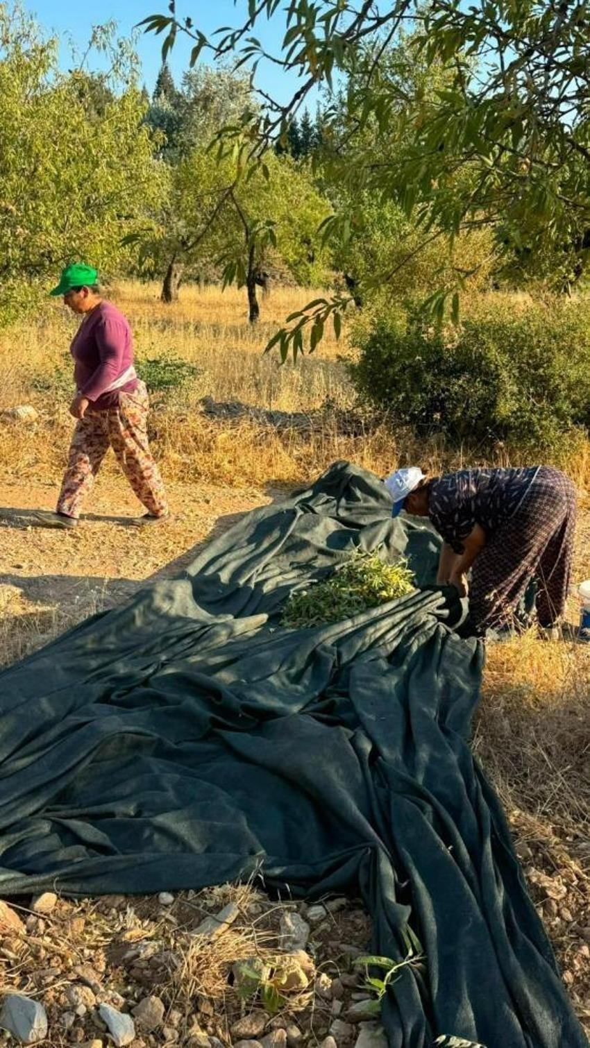 Datça’da coğrafi işaretli badem hasadı başladı: Kilosu 2 bin liraya ulaştı ama üreticiyi düşündüren bir tehlike var!