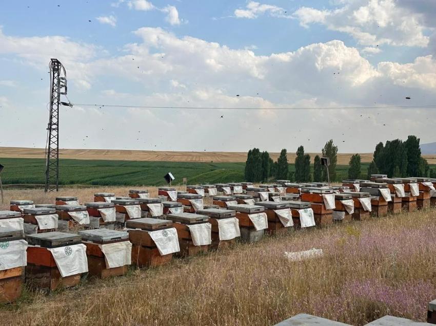Kars'ta bal üretimi için kritik adım! Tek tek inceleniyor