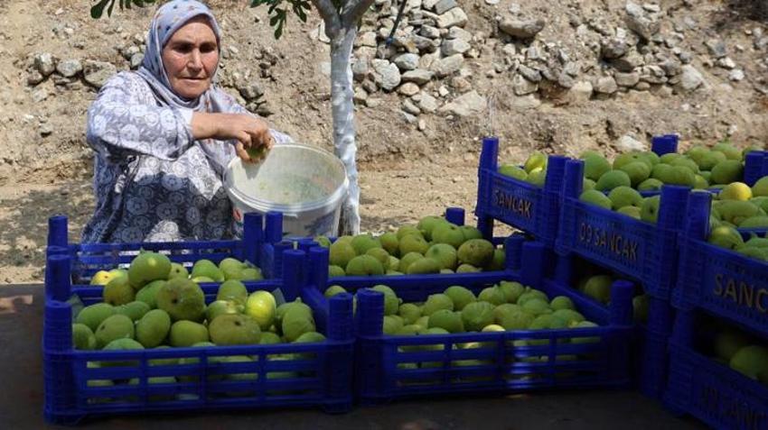 Türkiye'nin ilk taze inciri dalından toplandı! Hasat başladı, kalite üreticiyi sevindirdi