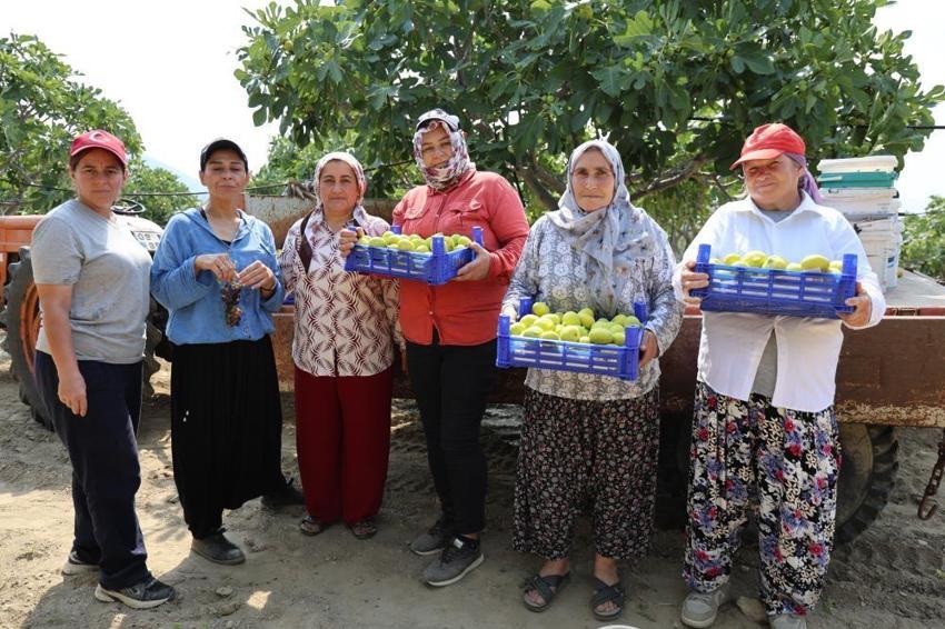Türkiye'nin ilk taze inciri dalından toplandı! Hasat başladı, kalite üreticiyi sevindirdi