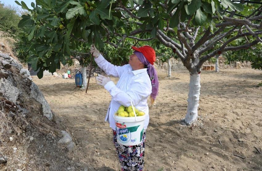 Türkiye'nin ilk taze inciri dalından toplandı! Hasat başladı, kalite üreticiyi sevindirdi