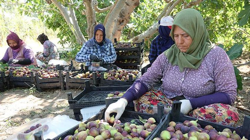 Havran siyah incirinde hasat başladı! Coğrafi işaret tescilli ürün çiftçinin yüzünü güldürdü