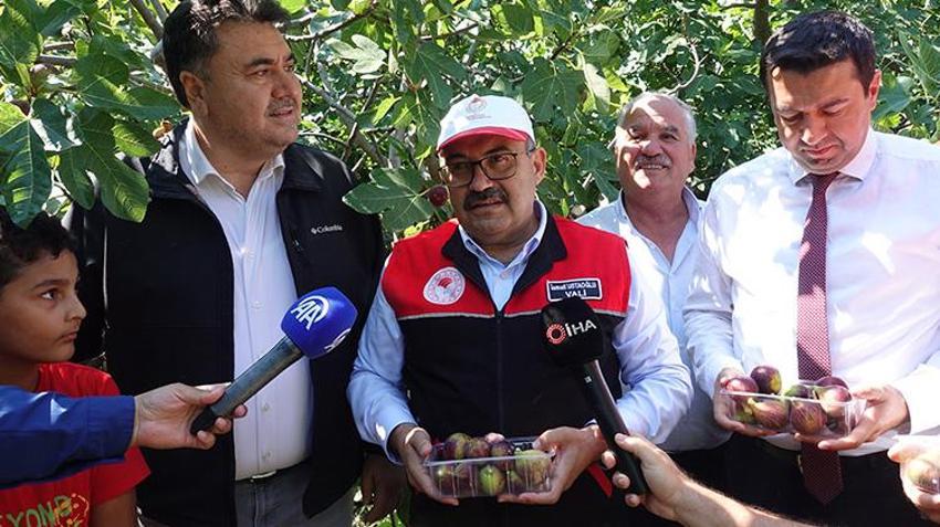 Havran siyah incirinde hasat başladı! Coğrafi işaret tescilli ürün çiftçinin yüzünü güldürdü