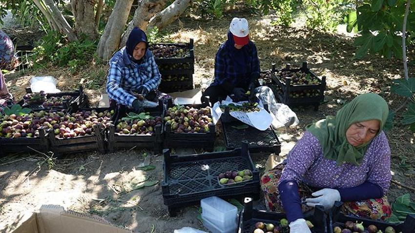 Havran siyah incirinde hasat başladı! Coğrafi işaret tescilli ürün çiftçinin yüzünü güldürdü