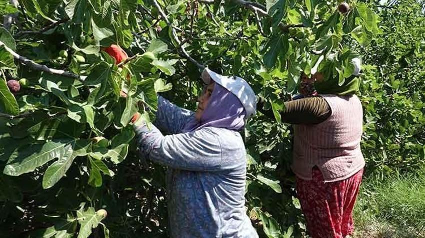 Balıkesir'in coğrafi işaretli lezzetinde hasat başladı: 24 saat geçmeden sofralarda