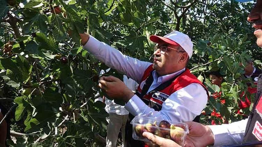Balıkesir'in coğrafi işaretli lezzetinde hasat başladı: 24 saat geçmeden sofralarda