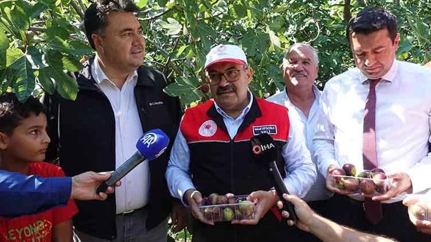 Balıkesir'in coğrafi işaretli lezzetinde hasat başladı: 24 saat geçmeden sofralarda