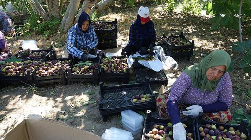 Balıkesir'in coğrafi işaretli lezzetinde hasat başladı: 24 saat geçmeden sofralarda