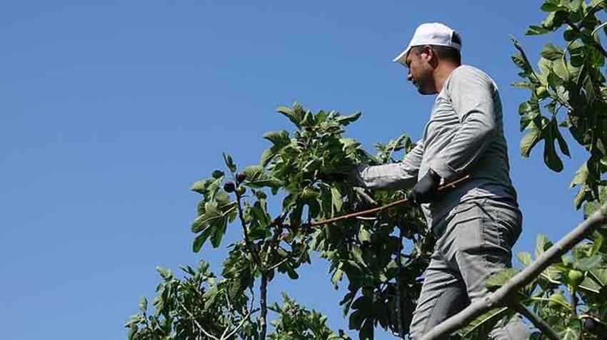 Balıkesir'in coğrafi işaretli lezzetinde hasat başladı: 24 saat geçmeden sofralarda