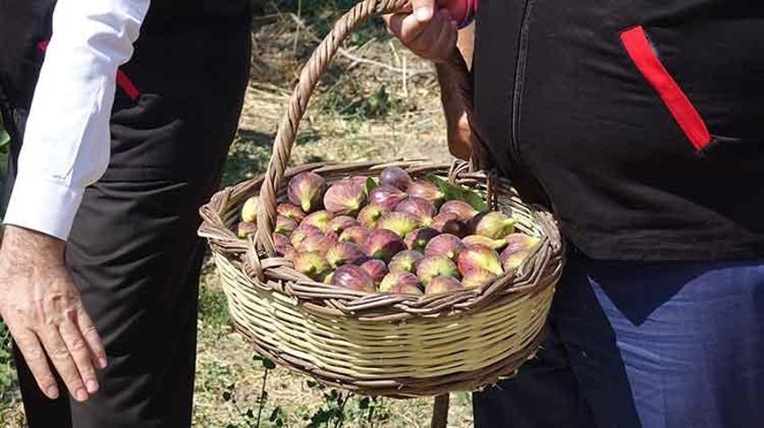 Balıkesir'in coğrafi işaretli lezzetinde hasat başladı: 24 saat geçmeden sofralarda