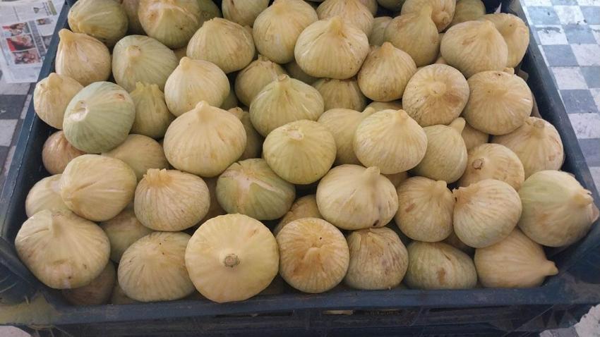 Mut'ta beyaz ve siyah incir hasadı başladı: Kilosu 150 ile 200 liradan alıcı buluyor