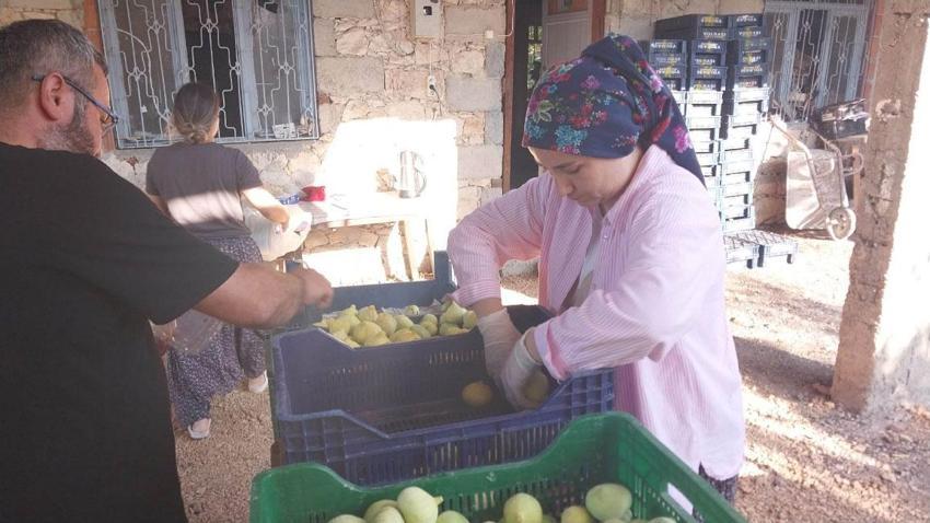 Mut'ta beyaz ve siyah incir hasadı başladı: Kilosu 150 ile 200 liradan alıcı buluyor