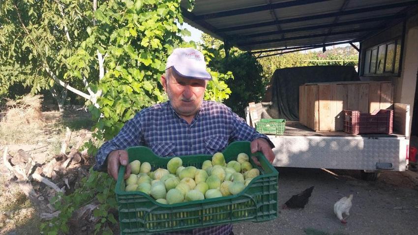 Mut'ta beyaz ve siyah incir hasadı başladı: Kilosu 150 ile 200 liradan alıcı buluyor