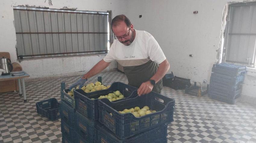 Mut'ta beyaz ve siyah incir hasadı başladı: Kilosu 150 ile 200 liradan alıcı buluyor