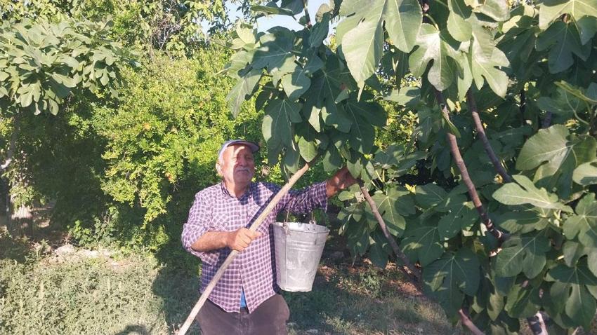 Mut'ta beyaz ve siyah incir hasadı başladı: Kilosu 150 ile 200 liradan alıcı buluyor