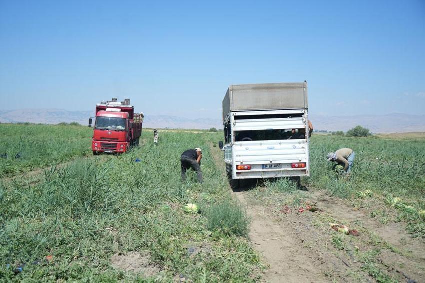 Türkiye'nin önemli tarım üretim merkezi Muş Ovası'nda karpuz hasadı başladı: 2,1 milyar liralık gelir hedefleniyor