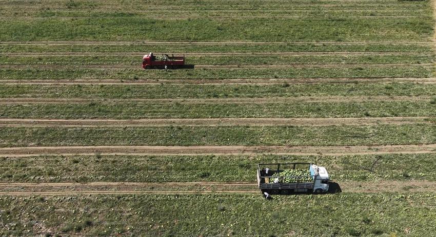 Türkiye'nin önemli tarım üretim merkezi Muş Ovası'nda karpuz hasadı başladı: 2,1 milyar liralık gelir hedefleniyor