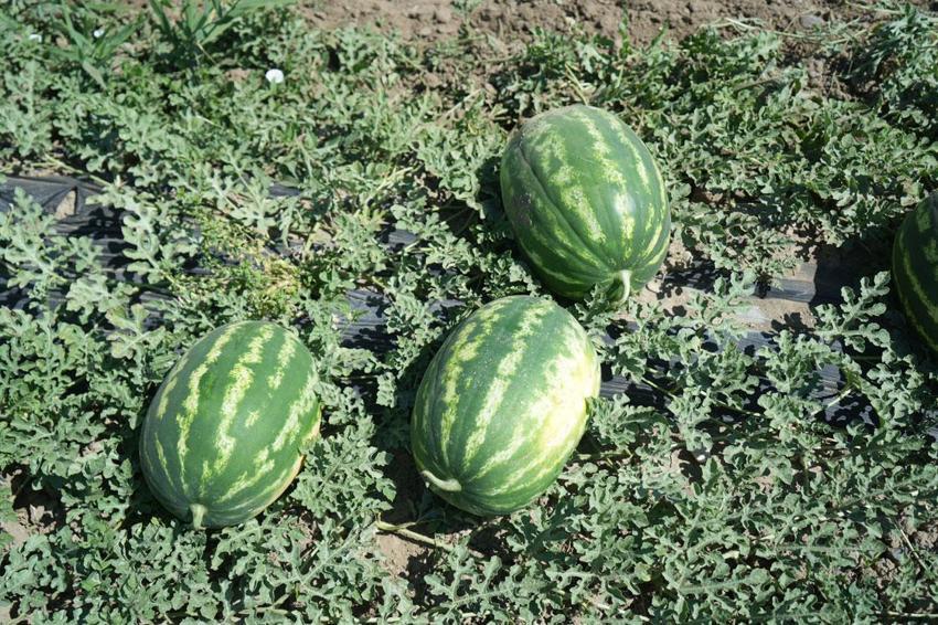 Türkiye'nin önemli tarım üretim merkezi Muş Ovası'nda karpuz hasadı başladı: 2,1 milyar liralık gelir hedefleniyor