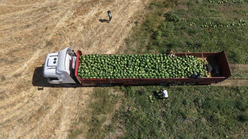 Türkiye'nin önemli tarım üretim merkezi Muş Ovası'nda karpuz hasadı başladı: 2,1 milyar liralık gelir hedefleniyor