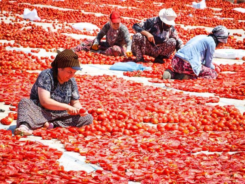 İzmir Torbalı’da kırmızı altın sezonu: 13 kilodan sadece 1 kilo çıkıyor, 90 ülkeye gönderiliyor