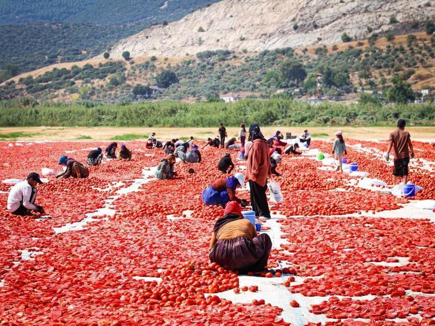 İzmir Torbalı’da kırmızı altın sezonu: 13 kilodan sadece 1 kilo çıkıyor, 90 ülkeye gönderiliyor
