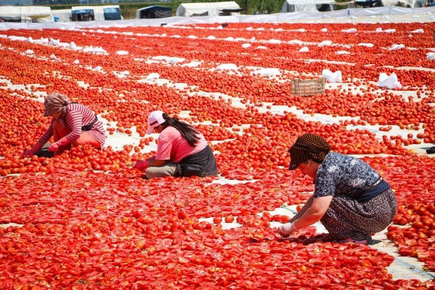 İzmir Torbalı’da kırmızı altın sezonu: 13 kilodan sadece 1 kilo çıkıyor, 90 ülkeye gönderiliyor