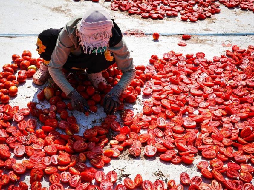 İzmir Torbalı’da kırmızı altın sezonu: 13 kilodan sadece 1 kilo çıkıyor, 90 ülkeye gönderiliyor