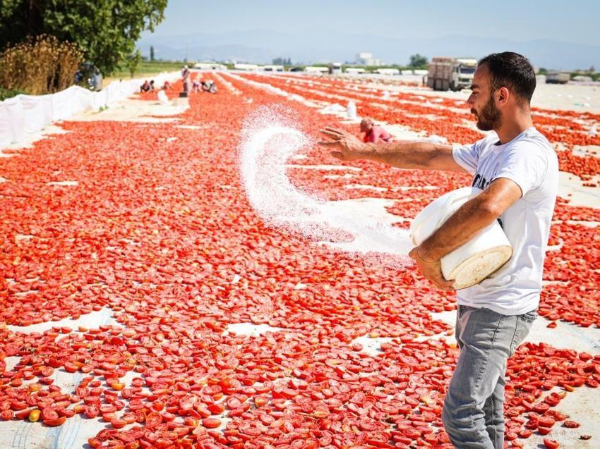 İzmir Torbalı’da kırmızı altın sezonu: 13 kilodan sadece 1 kilo çıkıyor, 90 ülkeye gönderiliyor