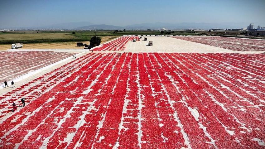 İzmir Torbalı’da kırmızı altın sezonu: 13 kilodan sadece 1 kilo çıkıyor, 90 ülkeye gönderiliyor