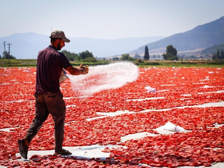 İzmir Torbalı’da kırmızı altın sezonu: 13 kilodan sadece 1 kilo çıkıyor, 90 ülkeye gönderiliyor